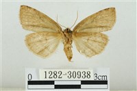 霧社環波紋蛾藏品圖，第2張