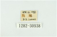 霧社環波紋蛾藏品圖，第3張