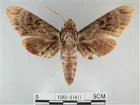 霜天蛾藏品圖，第1張