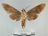 霜天蛾藏品圖，第2張