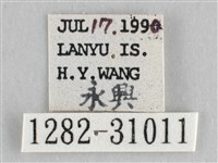 霜天蛾藏品圖，第3張