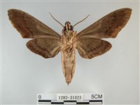 霜天蛾藏品圖，第2張