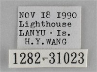 霜天蛾藏品圖，第3張