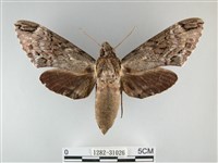 霜天蛾藏品圖，第1張