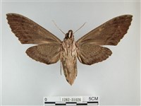 霜天蛾藏品圖，第2張