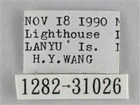 霜天蛾藏品圖，第3張