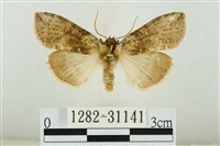 霧社環波紋蛾藏品圖，第1張