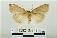 霧社環波紋蛾藏品圖，第2張