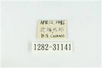 霧社環波紋蛾藏品圖，第3張