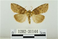 霧社環波紋蛾藏品圖，第1張