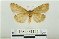 霧社環波紋蛾藏品圖，第2張