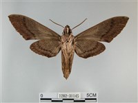 霜天蛾藏品圖，第2張