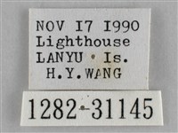 霜天蛾藏品圖，第3張