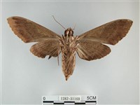 霜天蛾藏品圖，第2張