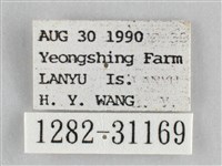 霜天蛾藏品圖，第3張