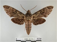 霜天蛾藏品圖，第1張