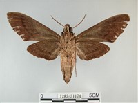 霜天蛾藏品圖，第2張