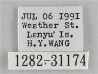 霜天蛾藏品圖，第3張