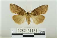 霧社環波紋蛾藏品圖，第1張