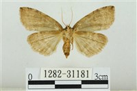 霧社環波紋蛾藏品圖，第2張