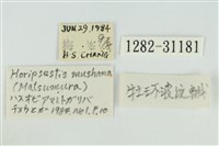 霧社環波紋蛾藏品圖，第3張