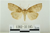 霧社環波紋蛾藏品圖，第1張