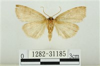 霧社環波紋蛾藏品圖，第2張