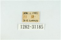 霧社環波紋蛾藏品圖，第3張