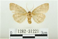 霧社環波紋蛾藏品圖，第2張