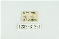 霧社環波紋蛾藏品圖，第3張