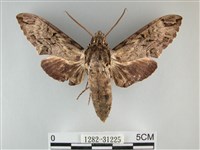 霜天蛾藏品圖，第1張