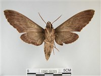 霜天蛾藏品圖，第2張