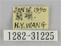 霜天蛾藏品圖，第3張