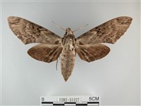 霜天蛾藏品圖，第1張