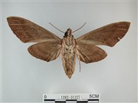 霜天蛾藏品圖，第2張