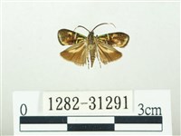 叉紋閃舞蛾藏品圖，第1張