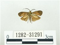 叉紋閃舞蛾藏品圖，第2張