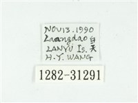 叉紋閃舞蛾藏品圖，第3張