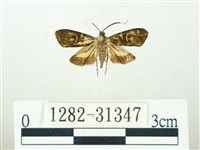 叉紋閃舞蛾藏品圖，第1張