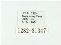 叉紋閃舞蛾藏品圖，第3張