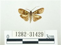 叉紋閃舞蛾藏品圖，第1張