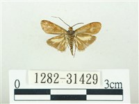 叉紋閃舞蛾藏品圖，第2張