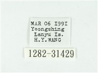 叉紋閃舞蛾藏品圖，第3張