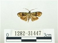 叉紋閃舞蛾藏品圖，第1張