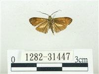 叉紋閃舞蛾藏品圖，第2張