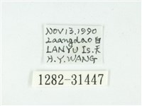 叉紋閃舞蛾藏品圖，第3張