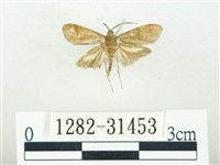 叉紋閃舞蛾藏品圖，第2張