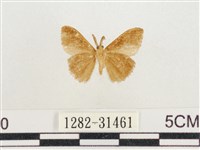 小白紋毒蛾藏品圖，第2張