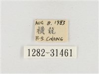 小白紋毒蛾藏品圖，第3張