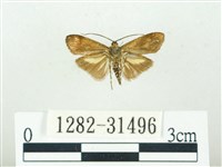 叉紋閃舞蛾藏品圖，第2張